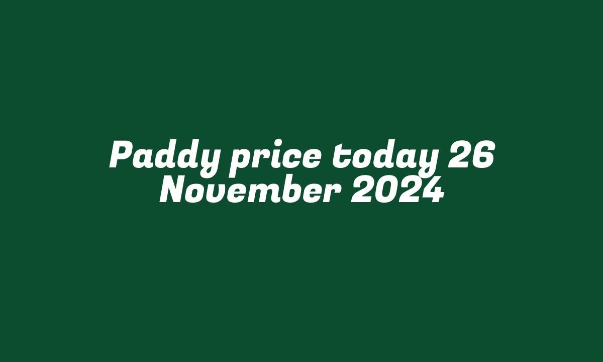 Paddy price today 26 November 2024